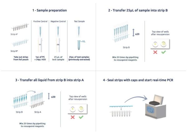 MycoFinder-Rapid mycoplasma detection test - Image 3